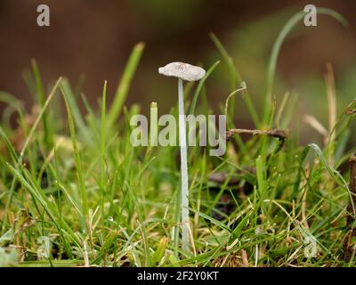 Small World - Single Tiny Plited Inkcap Toadstool - Parasola plicatilis mit flacher Adermütze und hohem Stamm unter Grashalmen in Cumbria, England Stockfoto