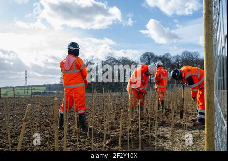 Aylesbury Vale, Buckinghamshire, Großbritannien. März 2021, 12th. Ein Teil der HS2 Mitigation für ihre Zerstörung ist das Pflanzen einiger Stechpalme. HS2 machen sich bereit, einen großen Teil von Jones Hill Wood für den Bau eines Viadukts als Teil der umstrittenen Hochgeschwindigkeitsstrecke von London nach Birmingham zu zerstören. Ein Team von Anti-HS2-Aktivisten lebt in einem Teil der Wälder, um zu versuchen, HS2 und ihre Zerstörung von Lebensräumen für Wildtiere zu stoppen. Quelle: Maureen McLean/Alamy Stockfoto