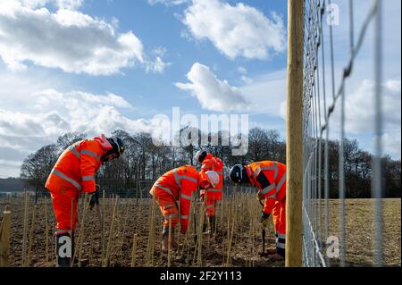 Aylesbury Vale, Buckinghamshire, Großbritannien. März 2021, 12th. Ein Teil der HS2 Mitigation für ihre Zerstörung ist das Pflanzen einiger Stechpalme. HS2 machen sich bereit, einen großen Teil von Jones Hill Wood für den Bau eines Viadukts als Teil der umstrittenen Hochgeschwindigkeitsstrecke von London nach Birmingham zu zerstören. Ein Team von Anti-HS2-Aktivisten lebt in einem Teil der Wälder, um zu versuchen, HS2 und ihre Zerstörung von Lebensräumen für Wildtiere zu stoppen. Quelle: Maureen McLean/Alamy Stockfoto