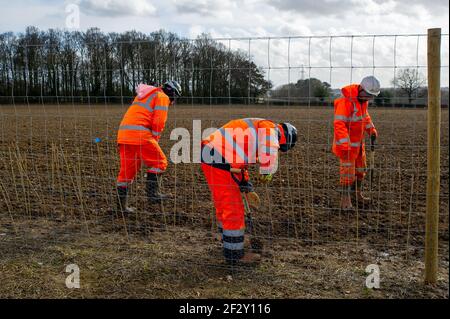 Aylesbury Vale, Buckinghamshire, Großbritannien. März 2021, 12th. Ein Teil der HS2 Mitigation für ihre Zerstörung ist das Pflanzen einiger Stechpalme. HS2 machen sich bereit, einen großen Teil von Jones Hill Wood für den Bau eines Viadukts als Teil der umstrittenen Hochgeschwindigkeitsstrecke von London nach Birmingham zu zerstören. Ein Team von Anti-HS2-Aktivisten lebt in einem Teil der Wälder, um zu versuchen, HS2 und ihre Zerstörung von Lebensräumen für Wildtiere zu stoppen. Quelle: Maureen McLean/Alamy Stockfoto