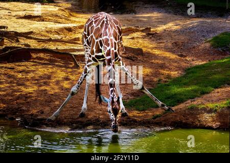 Die Netzgiraffe (Giraffa camelopardalis reticulata), auch bekannt als somalische Giraffe, ist eine Unterart der Giraffe, die am Horn von Afrika beheimatet ist Stockfoto