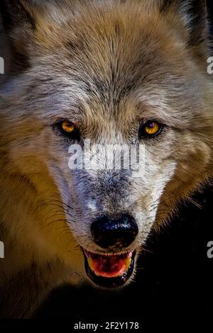 Grauer Wolf in EINEM Zoo. Stockfoto
