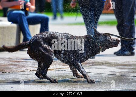 Ein Hund schüttelt sich, indem er das Wasser abschüttelt Sein Fell nach dem Abkühlen im Brunnen Stockfoto