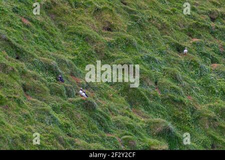 Papageitaucher brüten auf der Insel Heimaey auf Island Stockfoto