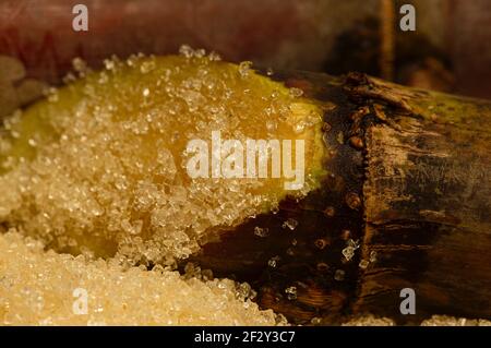 Brauner Kristallzucker klebt an den Zuckerrohrstücken Stockfoto