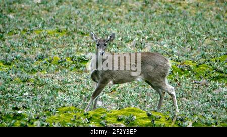 Weißschwanzhirsche im Antisana-Naturschutzgebiet, außerhalb von Quito, Ecuador Stockfoto