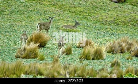 Rothirsch im Antisana Ecological Reserve, außerhalb von Quito, Ecuador Stockfoto