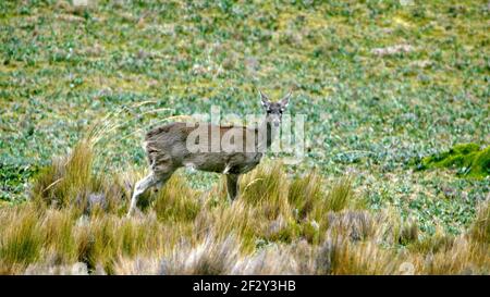 Weißschwanzhirsche im Antisana-Naturschutzgebiet, außerhalb von Quito, Ecuador Stockfoto