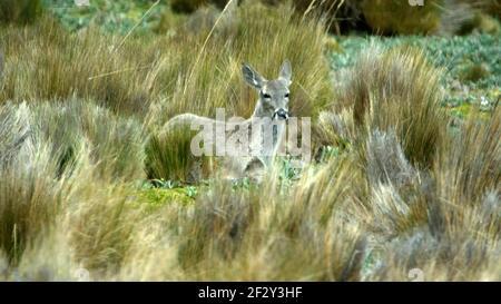 Weißschwanzhirsche im Antisana-Naturschutzgebiet, außerhalb von Quito, Ecuador Stockfoto