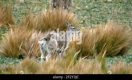 Weißschwanzhirsche im Antisana-Naturschutzgebiet, außerhalb von Quito, Ecuador Stockfoto