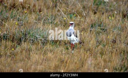 Anden-Kiebitz (Vanellus resplendens) im Antisana Ecological Reserve, außerhalb von Quito, Ecuador Stockfoto