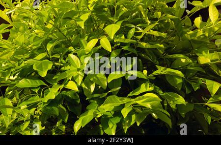 Syzygium polyanthum Blätter, mit gemeinsamen Namen Indische Lorbeer und indonesische Lorbeer, ist eine Art von Pflanze in der Familie Myrtaceae, dass traditionelle Stockfoto