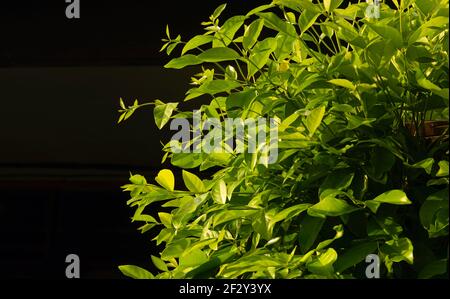 Syzygium polyanthum Blätter, mit gemeinsamen Namen Indische Lorbeer und indonesische Lorbeer, ist eine Art von Pflanze in der Familie Myrtaceae, dass traditionelle Stockfoto