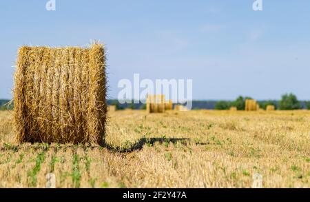 Heuballen. Landwirtschaft Feld mit dem Himmel. Ländliche Natur im Ackerland. Stroh auf der Wiese. Weizengelb goldene Ernte im Sommer. Landschaft Natur l Stockfoto