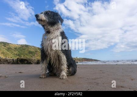 Wet Bearded Collie Hund sitzt auf Sand auf einem Strand Meer im Hintergrund vor blauem Himmel im Sommer Stockfoto