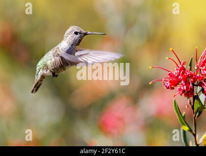 Annas Kolibri erwachsenes Weibchen, das in Richtung Nahrungsquelle fliegt Stockfoto