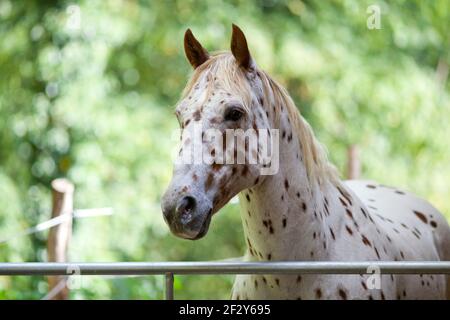 Appaloosa Horse mit Spots Portait. Weiße Farbe mit braunen Flecken Stockfoto