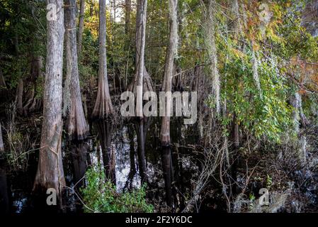 Eine Gruppe von TeichZypressenstämmen (Taxodium ascendens), die in noch dunklem Wasser stehen, Lake Ashby Park, Florida, USA. Stockfoto