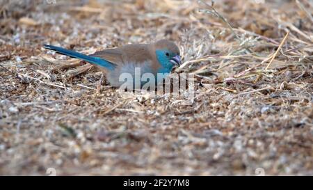 Blauer Wacholder (Uraeginthus angolensis) im Pilanesberg National Park, Südafrika Stockfoto