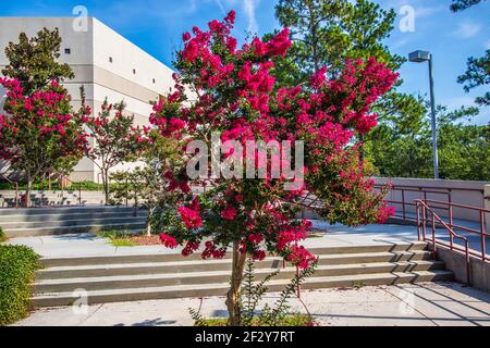 Augusta, GA / USA - 07 04 20: Eine Rose, eine Treppe und ein Gebäude Stockfoto