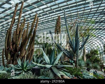 Eine Ausstellung von Kakteen und Sukkulenten in den Gardens by the Bay in Singapur. Gardens by the Bay ist ein Naturpark, der sich über 100 Hektar erstreckt. Stockfoto