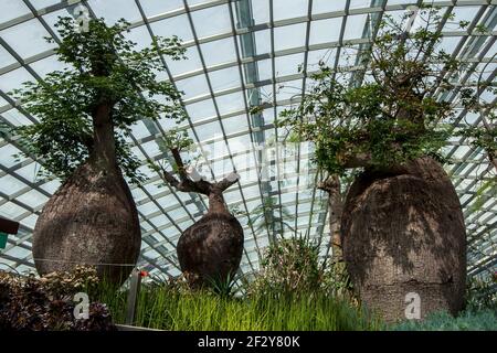 Drei Baeume im Garden by the Bay in Singapur. Stockfoto