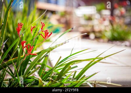 Rote Kangaroo Paw Pflanze im heimischen Garten Stockfoto