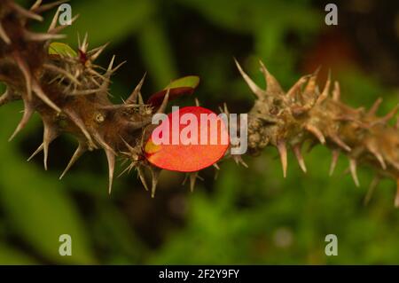 Euphorbia (Euphorbia milii) mit einzelnen roten Blättern im flachen Fokus Stockfoto