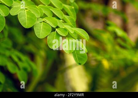 Kelor oder Drumstick Baum, Moringa oleifera, grüne Blätter, mit gemeinsamen Namen Meerrettich Baum, und ben Ölbaum oder Benzolive Baum Stockfoto