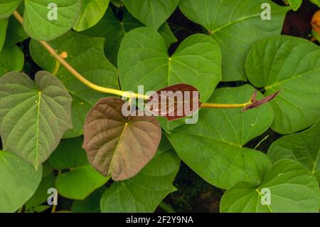 Süßkartoffel (Ipomoea batatas) Blätter, genannt Ubi Jalar in Indonesien, ist eine Pflanze, die wegen ihrer tuberösen Wurzeln in tropischen, subtropischen Ländern angebaut wird Stockfoto