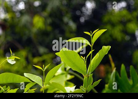 Syzygium polyanthum Blätter, mit gemeinsamen Namen Indische Lorbeer und indonesische Lorbeer, traditionell als Lebensmittelaroma verwendet Stockfoto