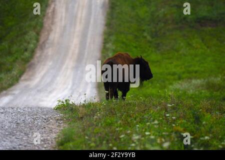 Ein amerikanischer Bison steht am 5. August 2020 neben einer unbefestigten Straße im Neal Smith National Wildlife Refuge in Iowa. Stockfoto