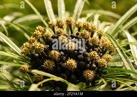 Miagos Bush Blume (Osmoxylon lineare) blüht in flachem Fokus, ein beliebter Strauch, der als Hecken und Hauspflanzen kultiviert wird. Stockfoto