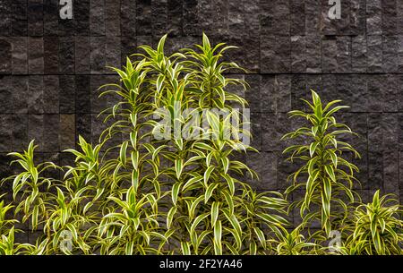 Dekorative grüne Pflanzen mit einem karierten Steinwand Hintergrund Stockfoto