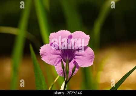 Ruellia simplex, die mexikanische Petunia, mexikanische Bluebell oder Brittons wilde Petunia, in Indonesien auch Kencana ungu genannt Stockfoto