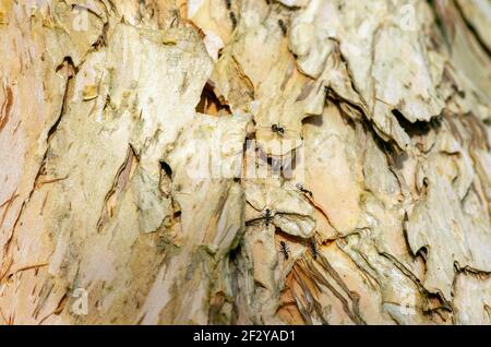 Baumrinde von Melaleuca cajuput und Ameisen in flachen Fokus für natürlichen Hintergrund Stockfoto