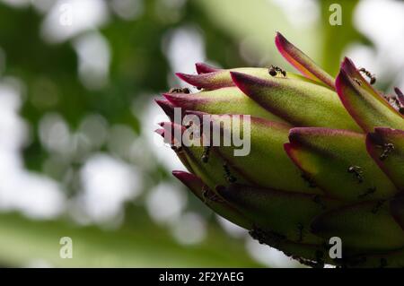 Ein junger Pitaya und Ameisen. Pitaya ist die Frucht mehrerer verschiedener Kaktusarten, die in Amerika beheimatet sind. Stockfoto