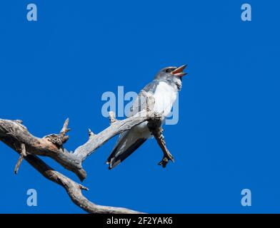 Weißbrustholzschwalbe (Artamus leucorynchus) auf einer Zweigstelle thront und ruft, Queensland, QLD, Australien Stockfoto