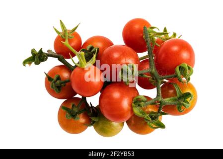 Draufsicht Stapel von roten, grünen Tomaten isoliert auf weißem Hintergrund mit Clipping Pfad. Frisch geerntete reife und saftige Tomaten isoliert. Stockfoto