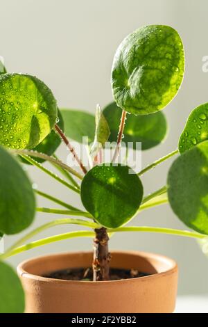 Makroaufnahme der Pilea peperomioides Pflanze in Terrakotta-Topf, grüne Blätter mit Wassertröpfchen bedeckt Stockfoto