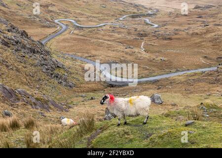 Healy Pass, Cork, Irland. März 2021, 13th. Ein einsame Schafe wandert auf dem Hügel, der die Hauptstraße nach Castletownbere vom Healy Pass in West Cork, Irland überblickt. - Credit; David Creedon / Alamy Live News Stockfoto