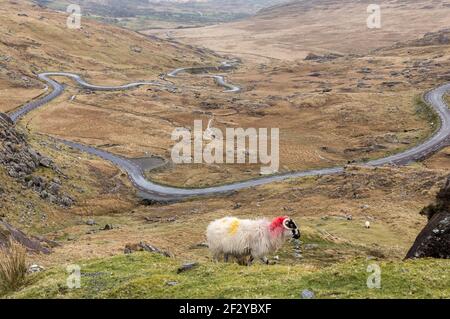 Healy Pass, Cork, Irland. März 2021, 13th. Ein einsame Schafe wandert auf dem Hügel, der die Hauptstraße nach Castletownbere vom Healy Pass in West Cork, Irland überblickt. - Credit; David Creedon / Alamy Live News Stockfoto