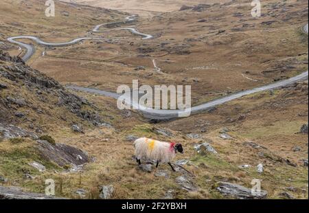 Healy Pass, Cork, Irland. März 2021, 13th. Ein einsame Schafe wandert auf dem Hügel, der die Hauptstraße nach Castletownbere vom Healy Pass in West Cork, Irland überblickt. - Credit; David Creedon / Alamy Live News Stockfoto