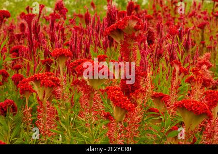 Wachsende Cockscomb Blume (Celosia cristata) im Garten, in flachem Fokus Stockfoto