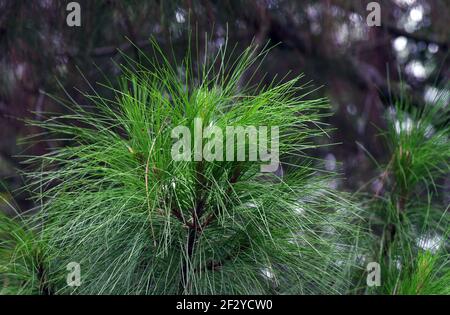 Pinus merkusii (Merkus Kiefer oder Sumatrakiefer) im Wald Stockfoto