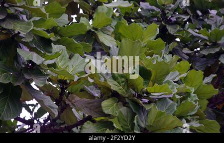 Terminalia catappa, tropische Mandel oder Indianermandelblätter an einem sonnigen Tag. Stockfoto