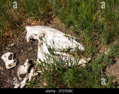Ein Vogel, der auf einem Gras bedeckten Feld sitzt Stockfoto