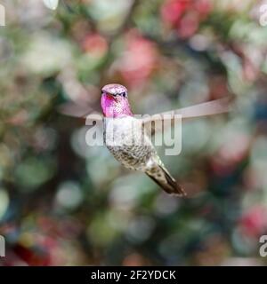 Annas Kolibri erwachsener Rüde schwebt und schaut auf die Kamera Stockfoto