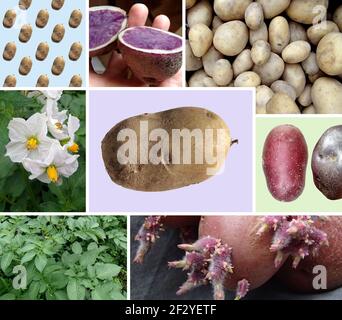 Collage verschiedener organischer Kartoffeln und Pflanzen - Fotomontage Stockfoto