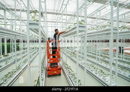 Nanjing, Chinas Provinz Jiangsu. 13th. Juli 2019. Ein Mitarbeiter arbeitet in einem modernen landwirtschaftlichen Industriepark in der Stadt Lianyungang, ostchinesische Provinz Jiangsu, 13. Juli 2019. Quelle: Li Bo/Xinhua/Alamy Live News Stockfoto